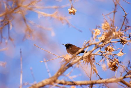 Amythist(Africa Black) Sunbirdの写真素材