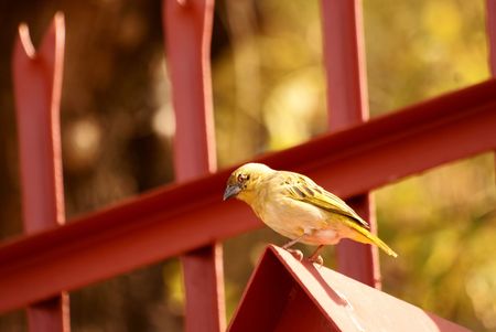 Weaver