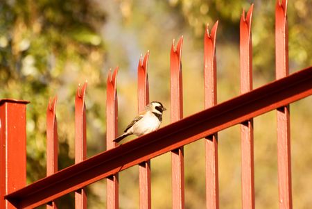 Cape Sparrowの写真素材