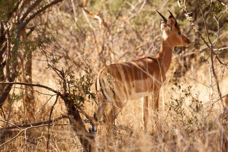 Impala between treesの写真素材