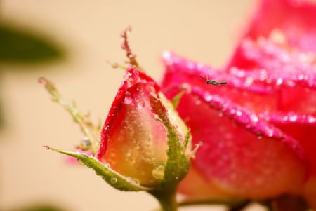 Fly and Roseの写真素材