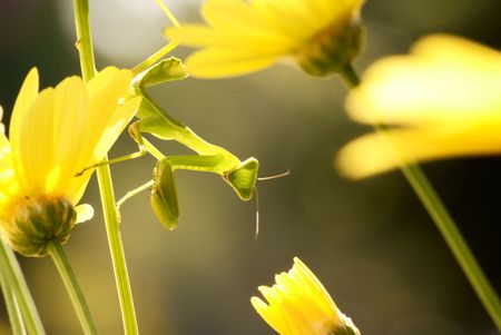 Green Praying Mantisの写真素材