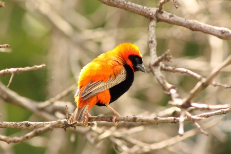 Red Bishop ( Male ).の写真素材