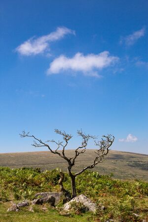 Dartmoor National Park, Devon UK. Traditional rural moorlandの写真素材