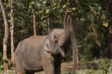 Elephant standing under trees in woodland setting in Laos elephant sanctuary. High quality photoの写真素材