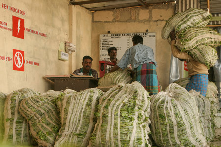 Nuwara Eliya Sri Lanka 4.11.2006 tea plantation weighing picked sacks of tea in factory