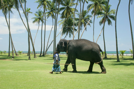 Sri Lanka Kalutara 4.3.2006 elephant and mahout walking across grass palm trees with beach and sea in backgroundのeditorial素材