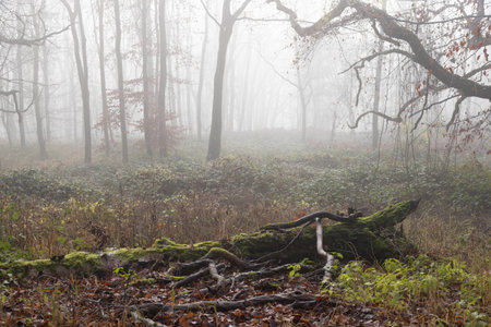 Moss covered dead fallen branches of trees in misty ghost forest in winterの写真素材