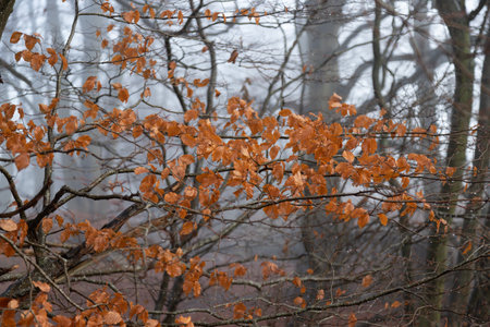 Orange autumn beech leaves on branch in winter with rain and mist in forestの写真素材