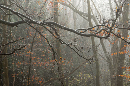 Trees in the mist and fog in forest woodland with brown leaves and rain dropletsの写真素材