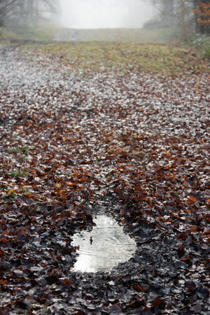 Puddle of water with rain droplets on forest path of fallen brown leaves in mistの写真素材