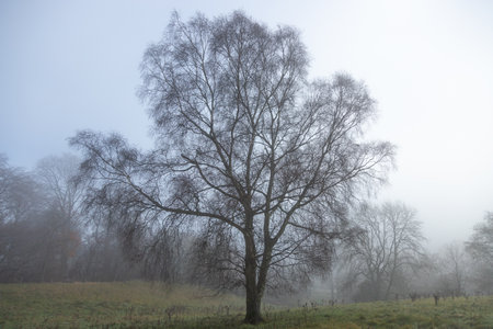 Beautiful bare tree standing in mist on edge of woodland forest blue white skyの写真素材