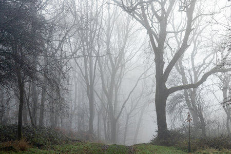 Straight path through mist to forest with ghostly trees in distance feeling lostの写真素材