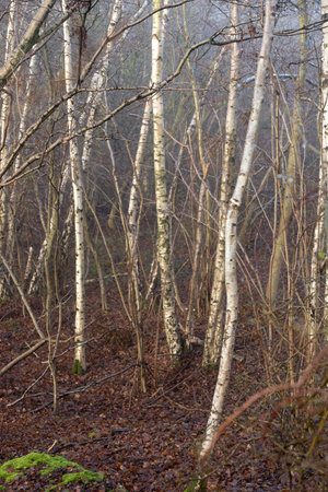 Young white silver birch trees in forest woodland in winter mist and fogの写真素材