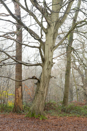 Trees in the mist and fog in forest woodland with brown leaves and rainの写真素材