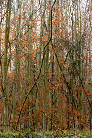 Young beech trees in winter with orange leaves in the mist and fog in a forestの写真素材