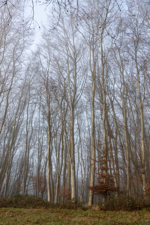 Beautiful tall slender bare trees in forest woodland in winter mist and fogの写真素材