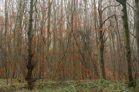 Young beech trees in winter with orange leaves in the mist and fog in a forestの写真素材