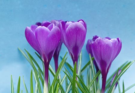 Crocus Vernus blooming against a blue skyの写真素材
