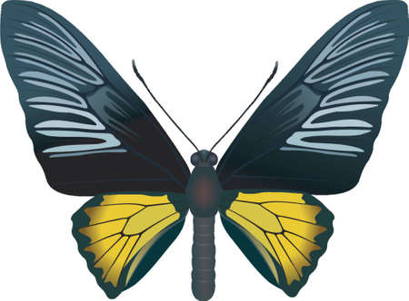 Troides radamantusのイラスト素材