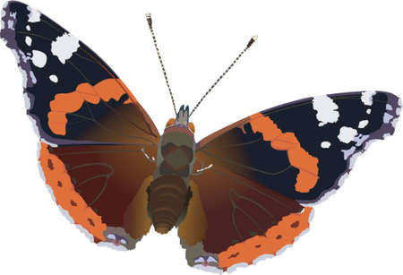 red admiralのイラスト素材