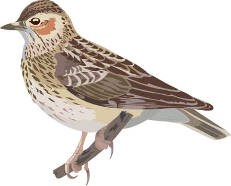 wood larkのイラスト素材