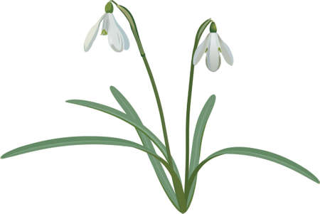 snowdropのイラスト素材