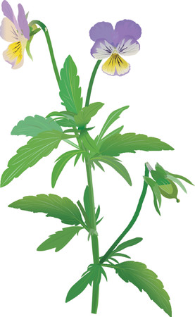 Viola tricolorのイラスト素材
