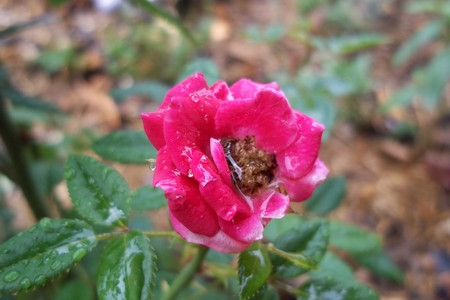 Pink Rose Upcloseの写真素材