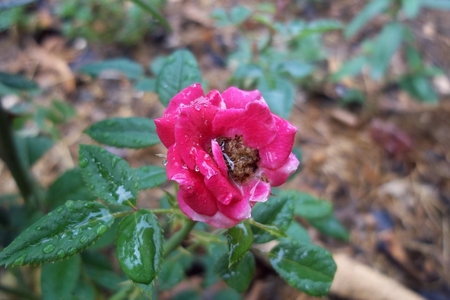 Pink Roseの写真素材