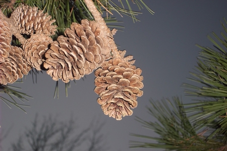 Pine Conesの写真素材