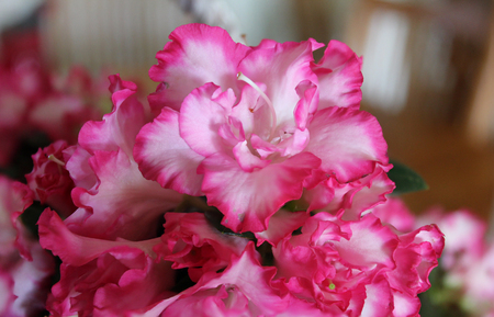 The Pink Flowersの写真素材