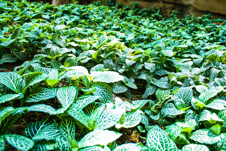 Green Plant Patchの写真素材