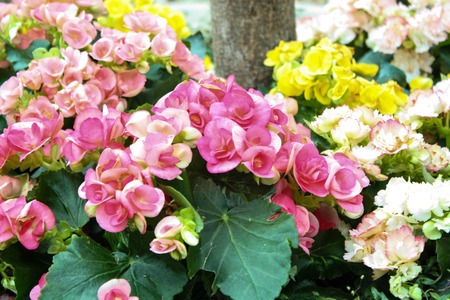 Pink and Yellow Flower Gardenの写真素材