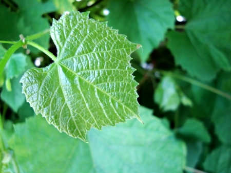 grape leaves on a green backgroundの写真素材