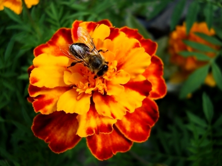 bee on a red flowerの写真素材