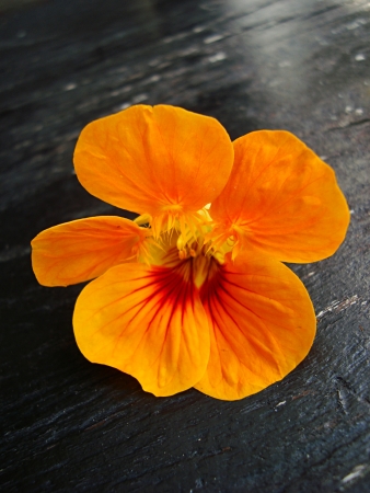 Orange big nasturtium flower on a wooden backgroundの写真素材