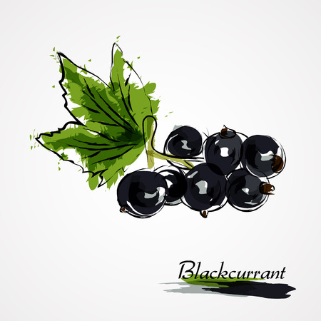 Hand drawn vector blackcurrant fruit on light backgroundのイラスト素材