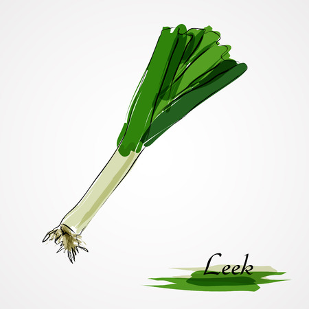 Hand drawn vector ripe leek on the light backgroundのイラスト素材