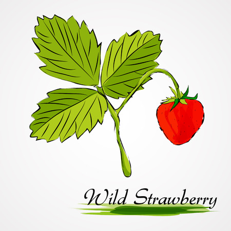 Hand drawn vector ripe wild strawberry fruit on light backgroundのイラスト素材