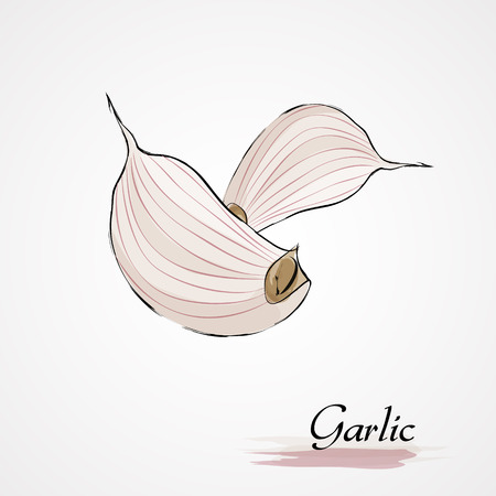Hand drawn vector ripe clove of garlic on the light backgroundのイラスト素材