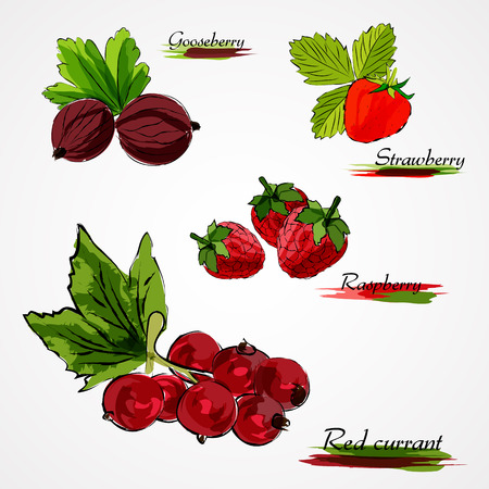 Set of hand drawn vector ripe whole fruits, gooseberry, strawberry, raspberry and red currant on light backgroundのイラスト素材