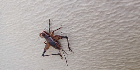close up of a bug on the sandの写真素材