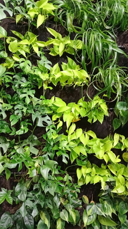 diferent green leaves of various plants arranged on the wallの写真素材