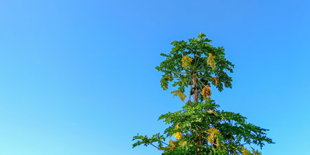 Big Papaya palm tree at the blue skyの写真素材