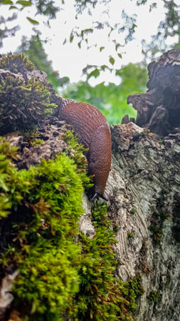 a closeup shot of a brown snail without shell on a tree trunkの写真素材
