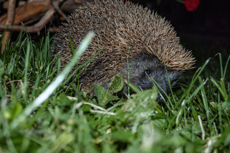 a hedgehog in the forest at the green meadowの写真素材