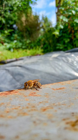a vertical shot of a bee standing on the groundの写真素材