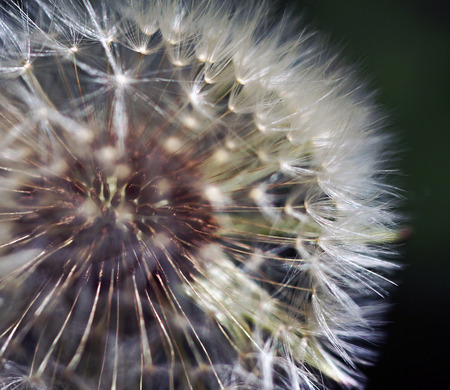 blowballの写真素材