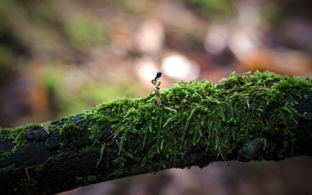 miniature hiker on a branchの写真素材